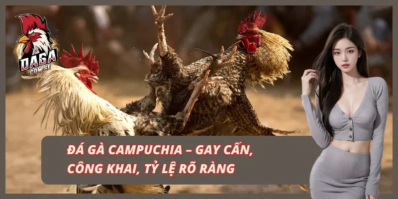 Trang Chủ 44 Đá gà Campuchia tại trang web uy tín DAGA